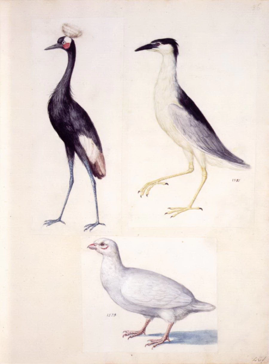 Studio di animali - Österreichische Nationalbibliothek, Vienna